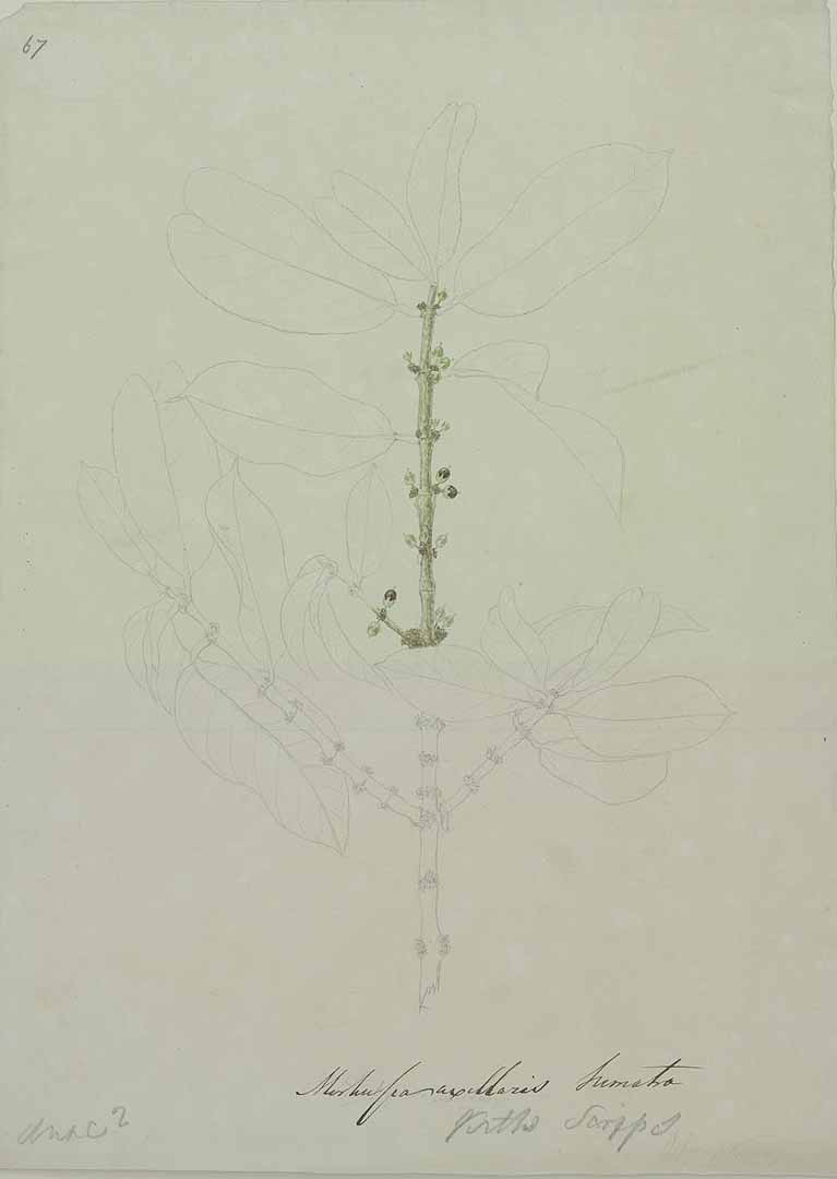no HD illustration available (m5)