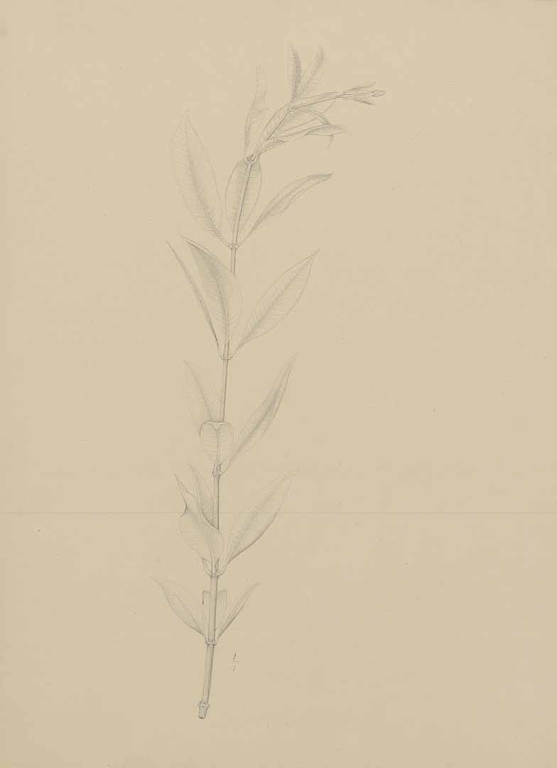 no HD illustration available (m5)