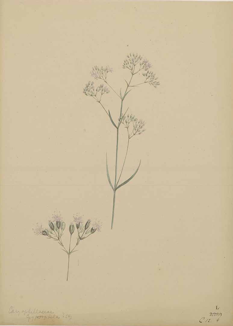 no HD illustration available (m5)