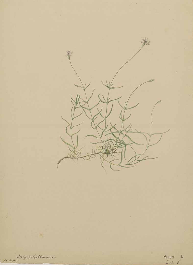 no HD illustration available (m1)
