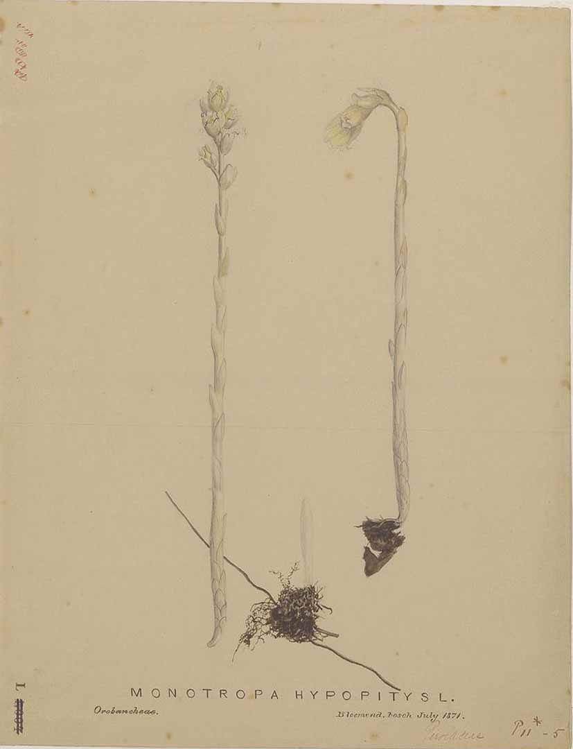 no HD illustration available (m5)