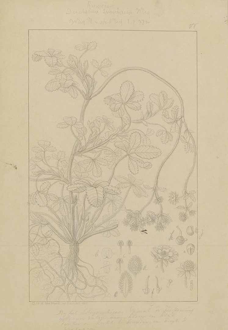 no HD illustration available (m5)