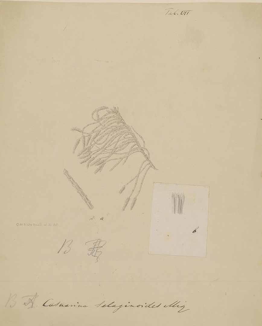 no HD illustration available (m4)