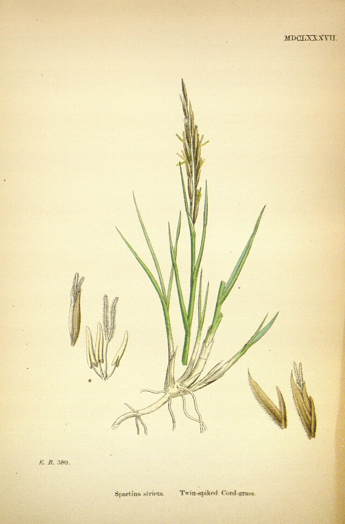 no HD illustration available (m5)