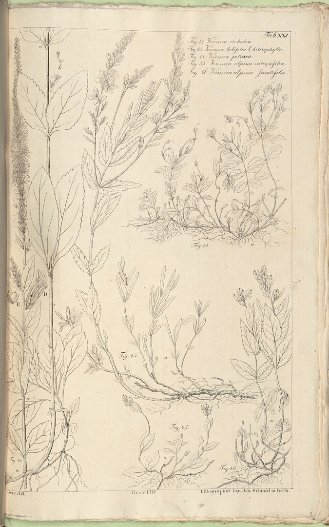 no HD illustration available (m5)