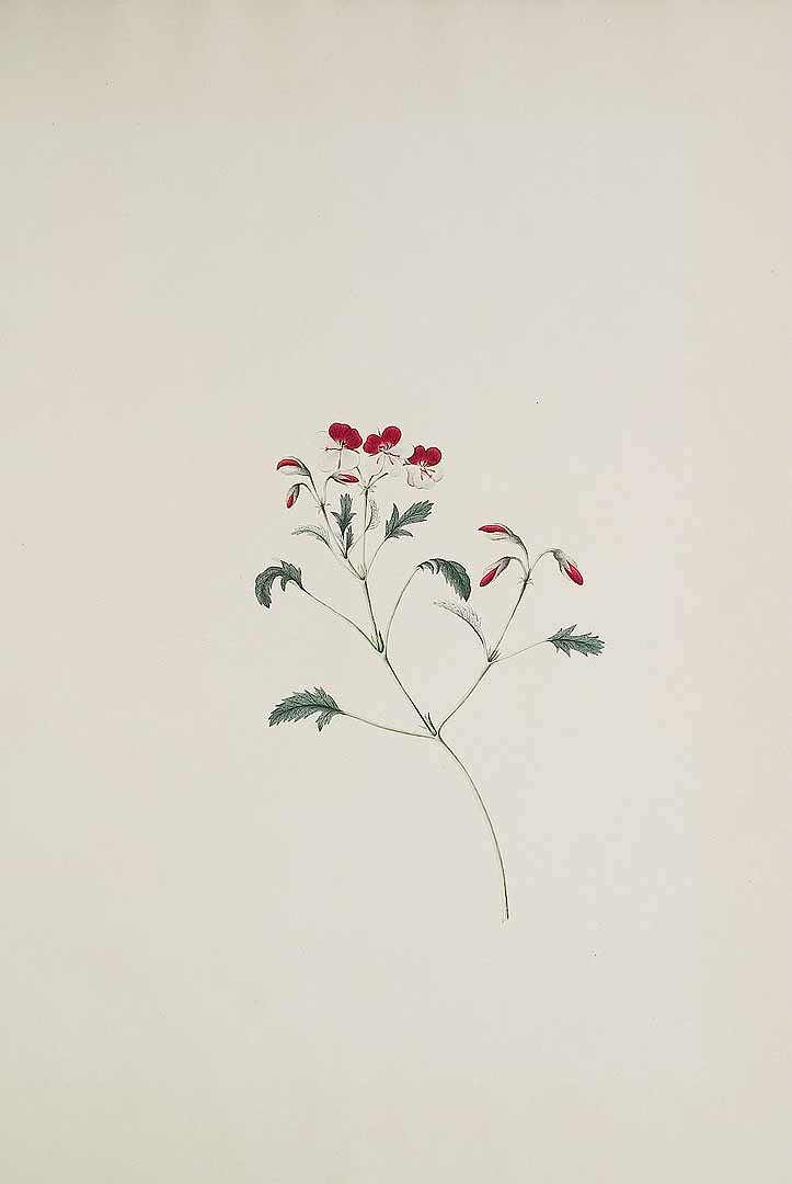 no HD illustration available (m5)