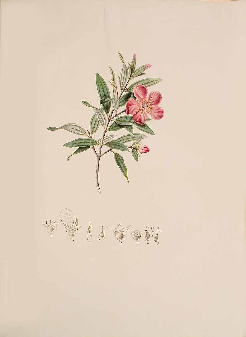 no HD illustration available (m5)