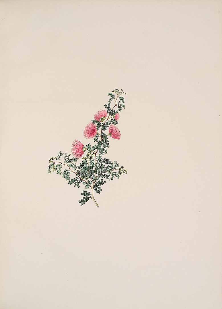 no HD illustration available (m5)