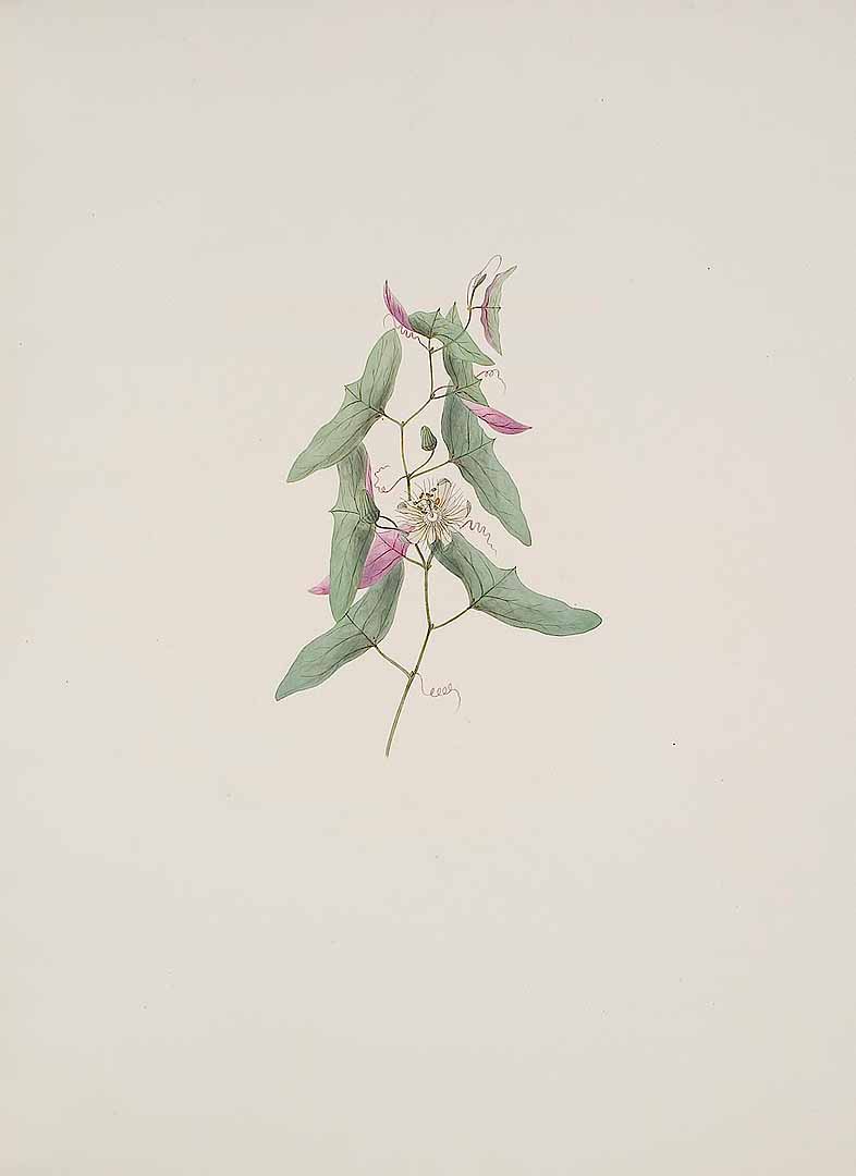 no HD illustration available (m5)