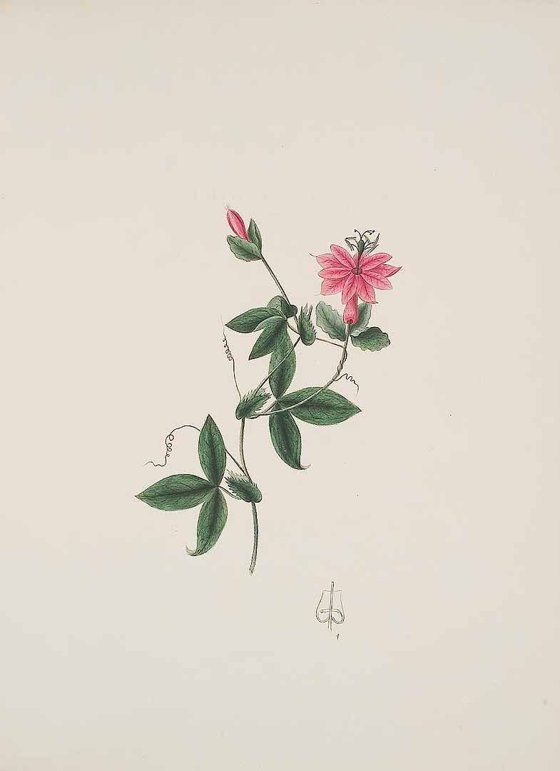no HD illustration available (m5)