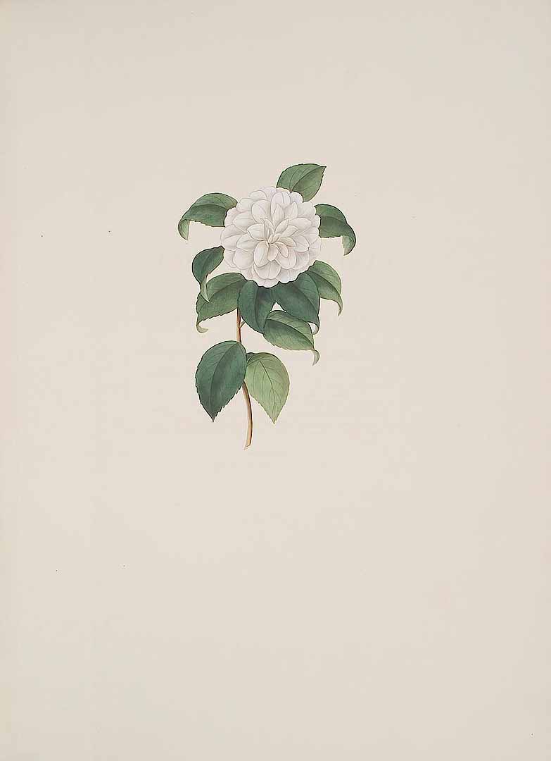 no HD illustration available (m5)