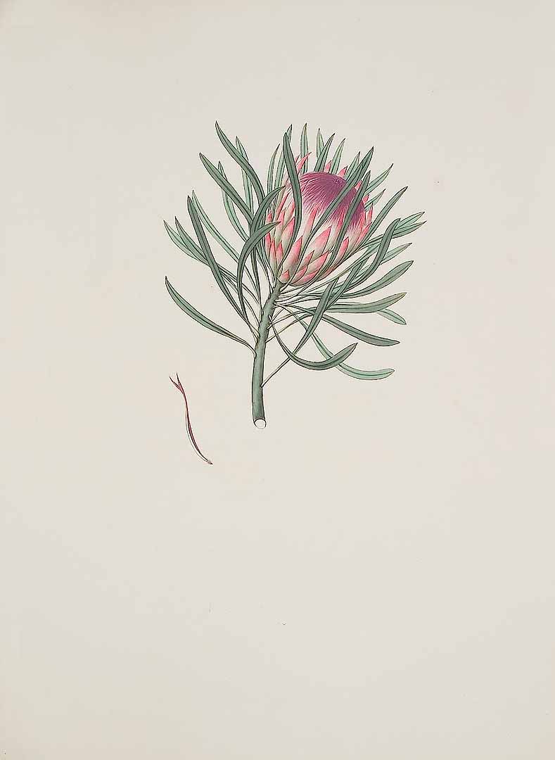 no HD illustration available (m5)