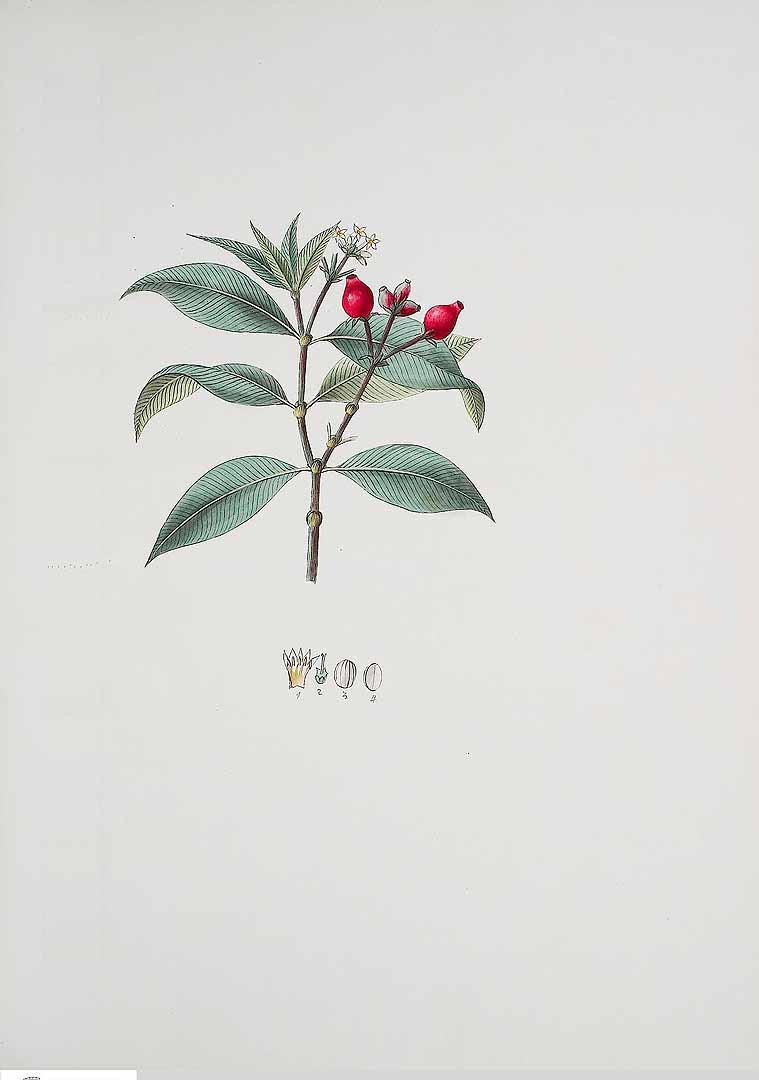 no HD illustration available (m5)