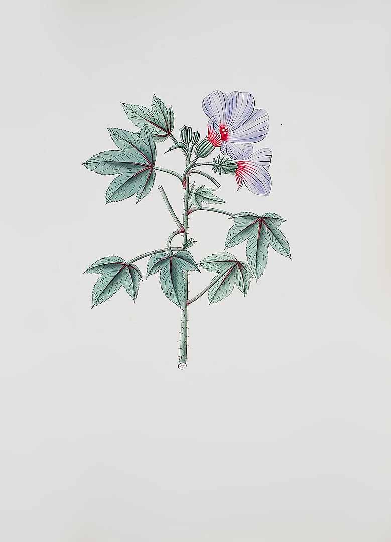 no HD illustration available (m5)