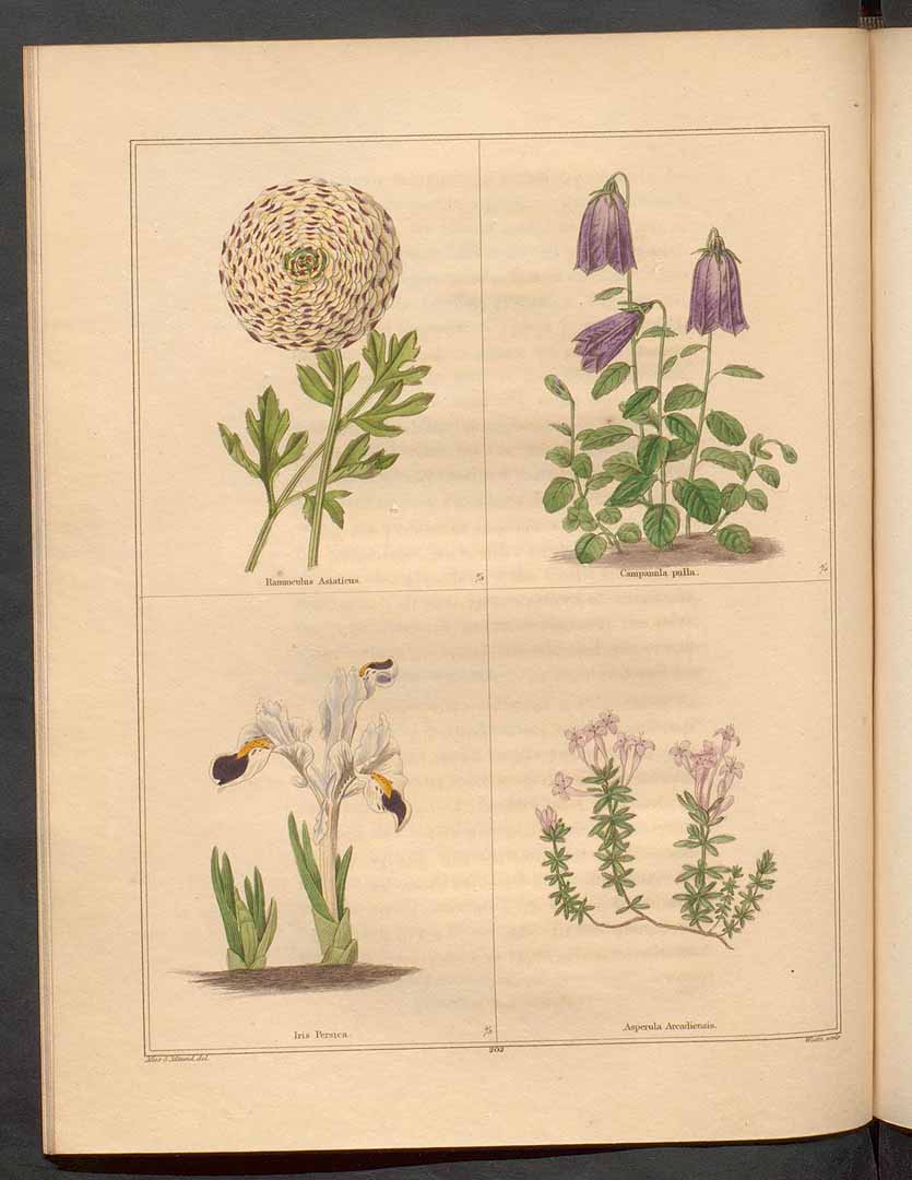 no HD illustration available (m5)