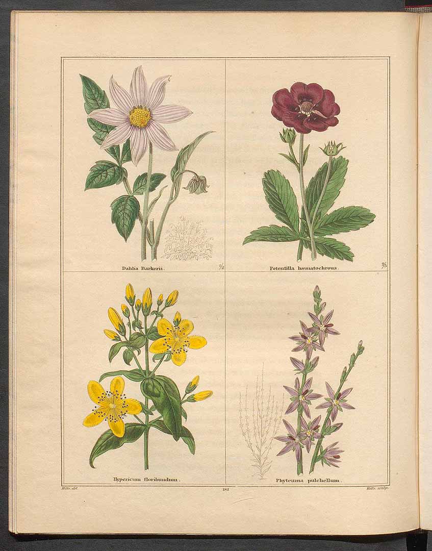 no HD illustration available (m5)