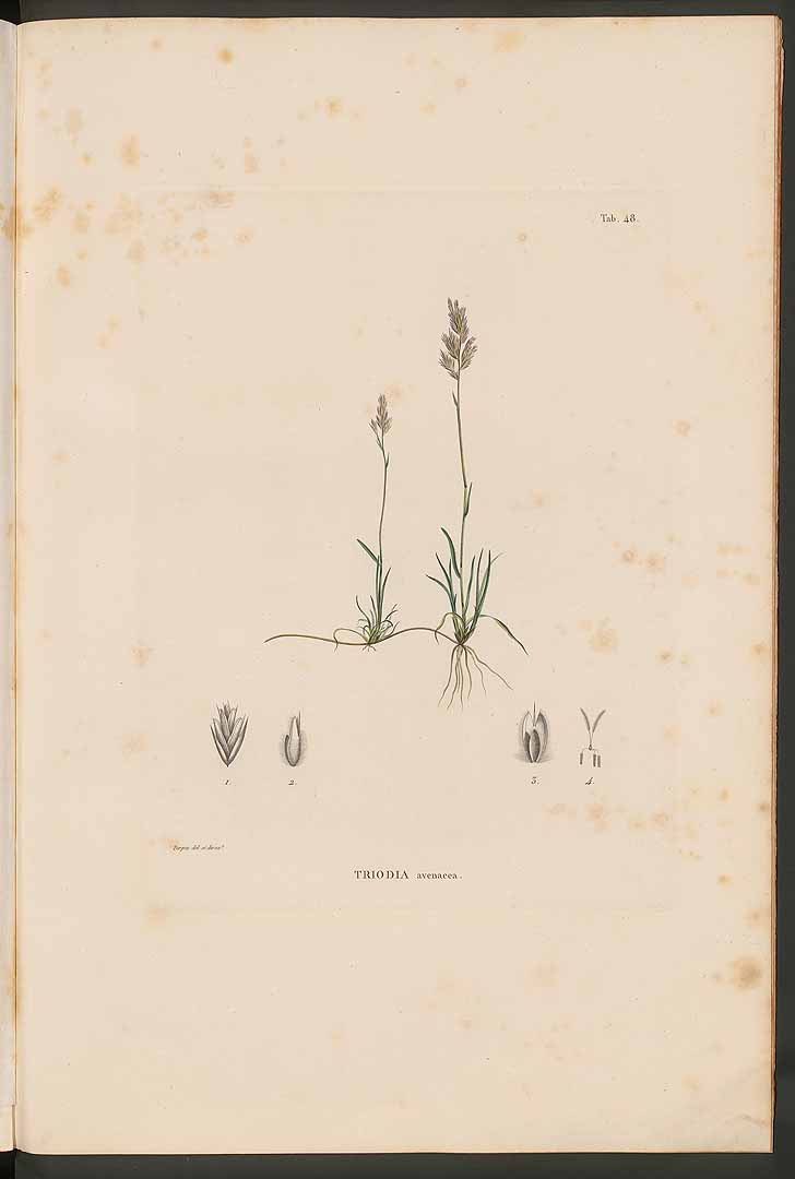 no HD illustration available (m5)