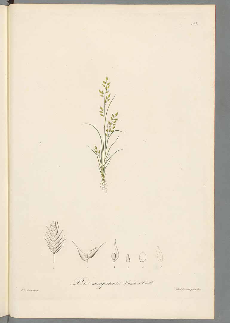 no HD illustration available (m5)