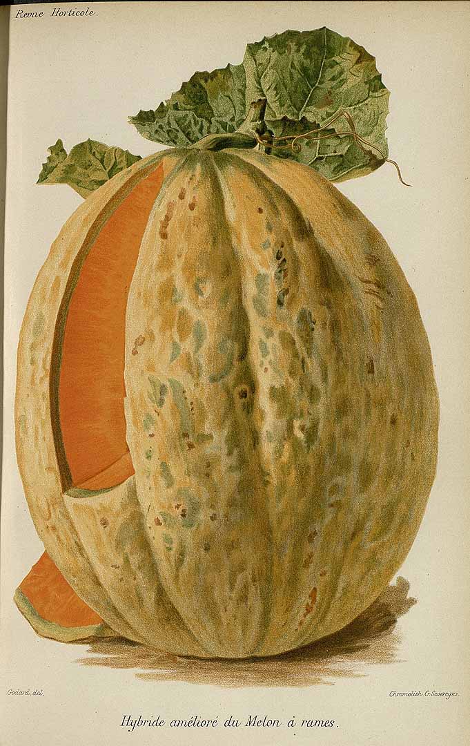 no HD illustration available (m5)