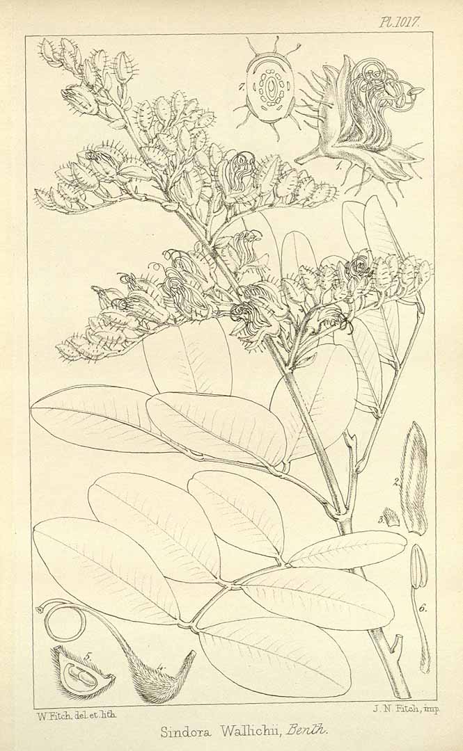 no HD illustration available (m5)