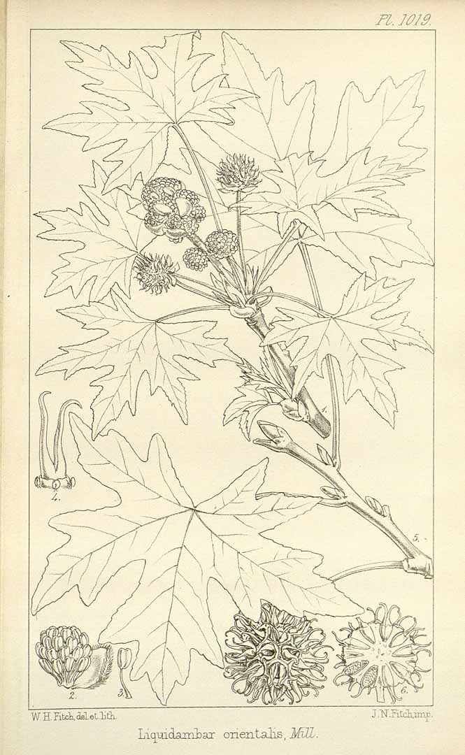 no HD illustration available (m5)