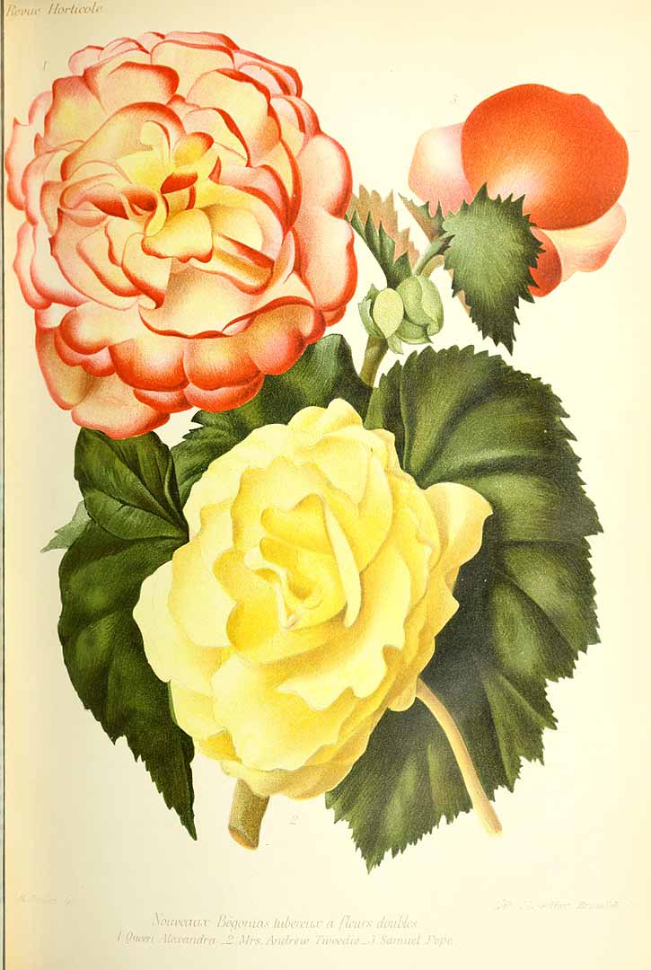 no HD illustration available (m5)