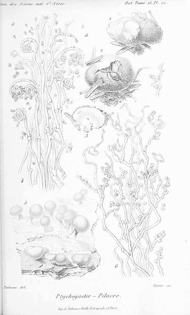 no HD illustration available (m5)