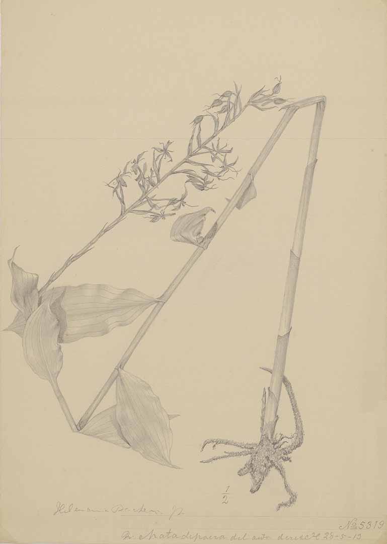 no HD illustration available (m5)