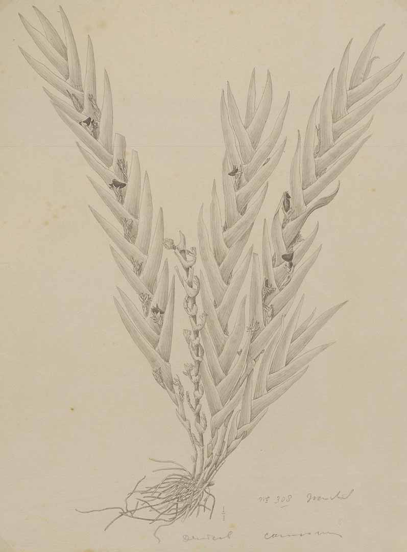 no HD illustration available (m5)