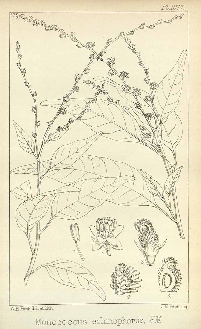 no HD illustration available (m5)