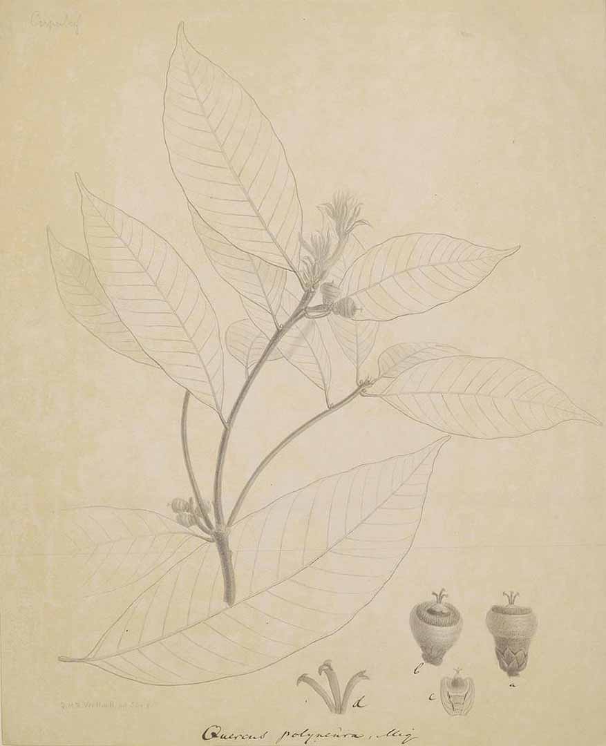 no HD illustration available (m1)