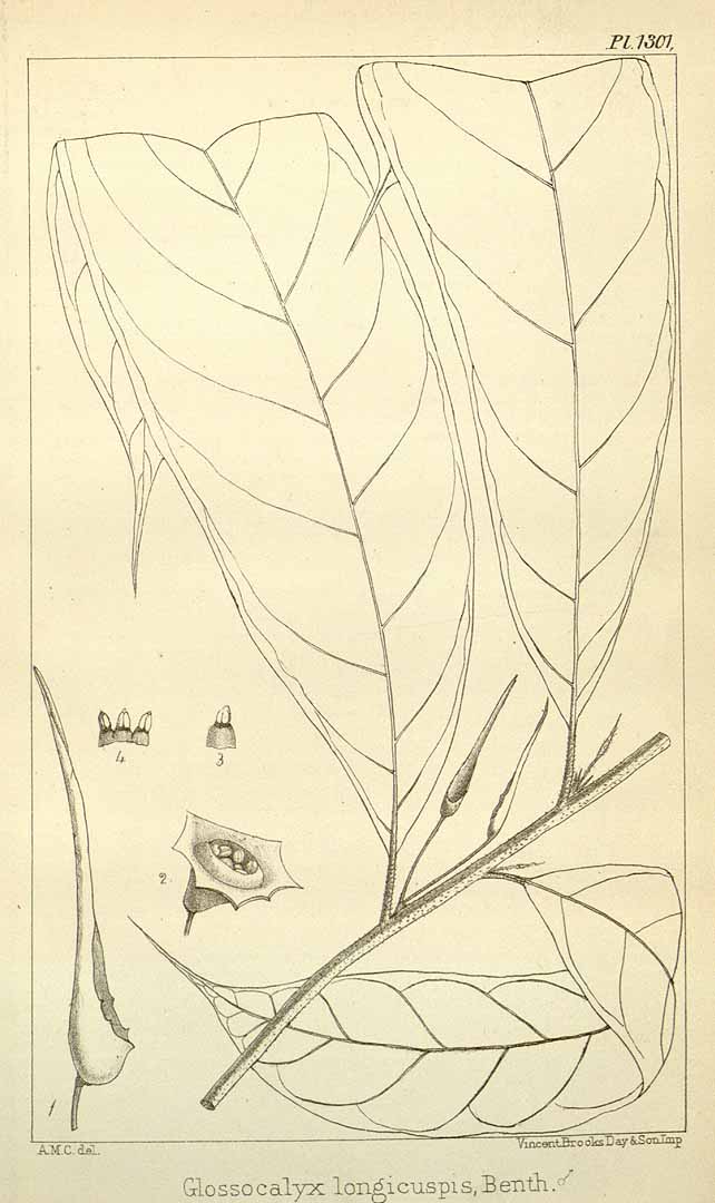 no HD illustration available (m5)