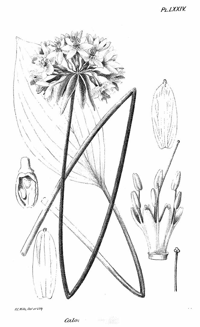 no HD illustration available (m5)