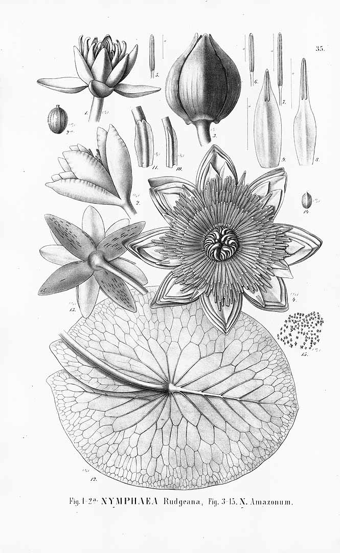 no HD illustration available (m5)