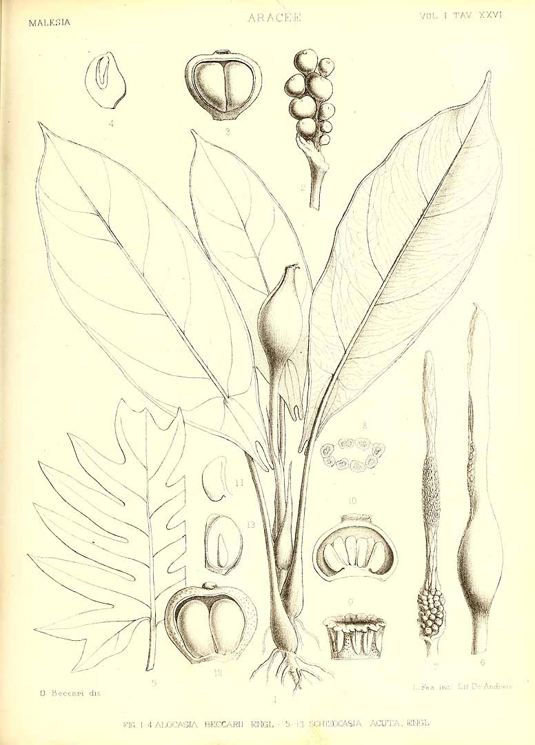no HD illustration available (m5)