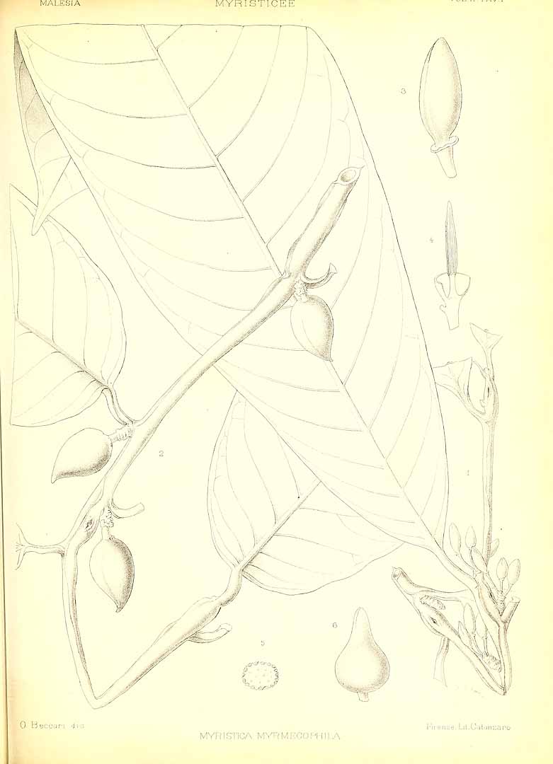 no HD illustration available (m5)