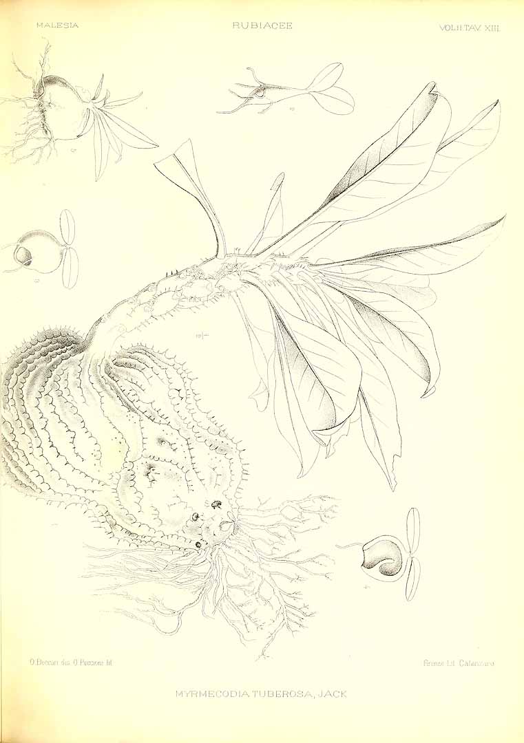 no HD illustration available (m5)