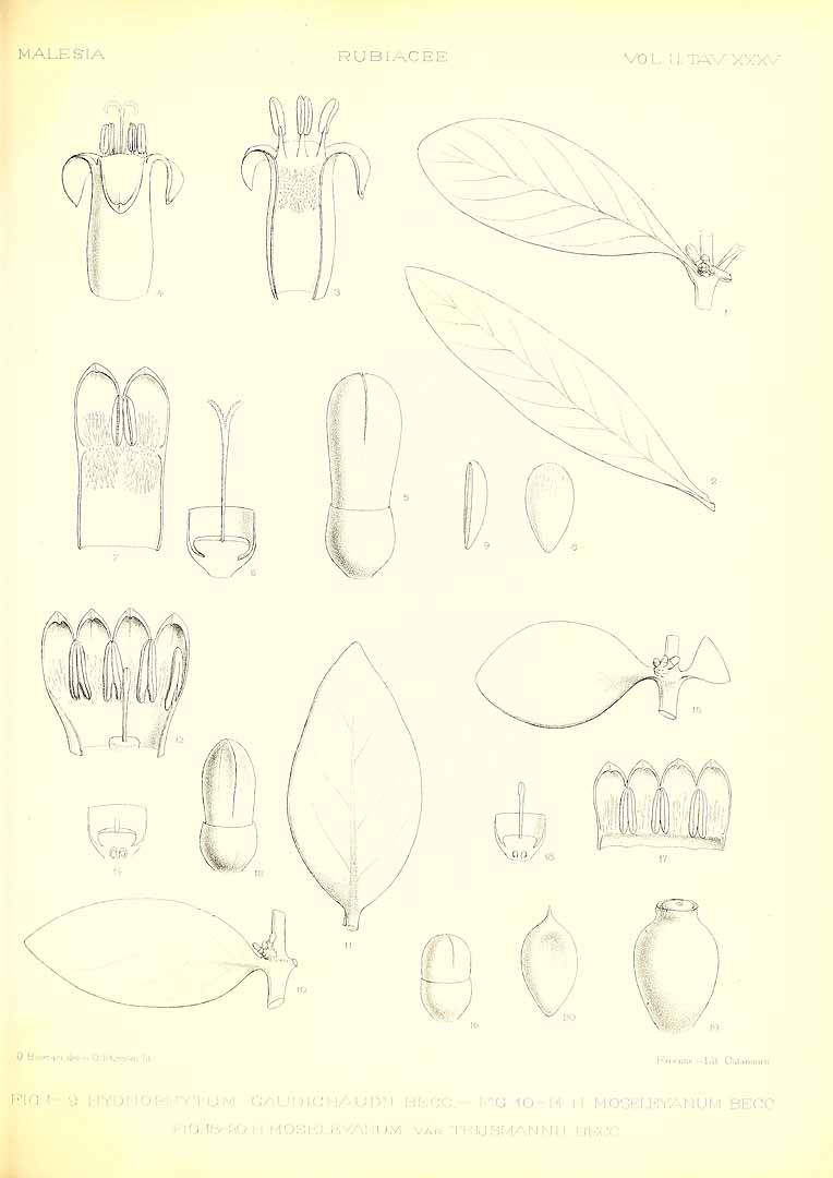 no HD illustration available (m5)