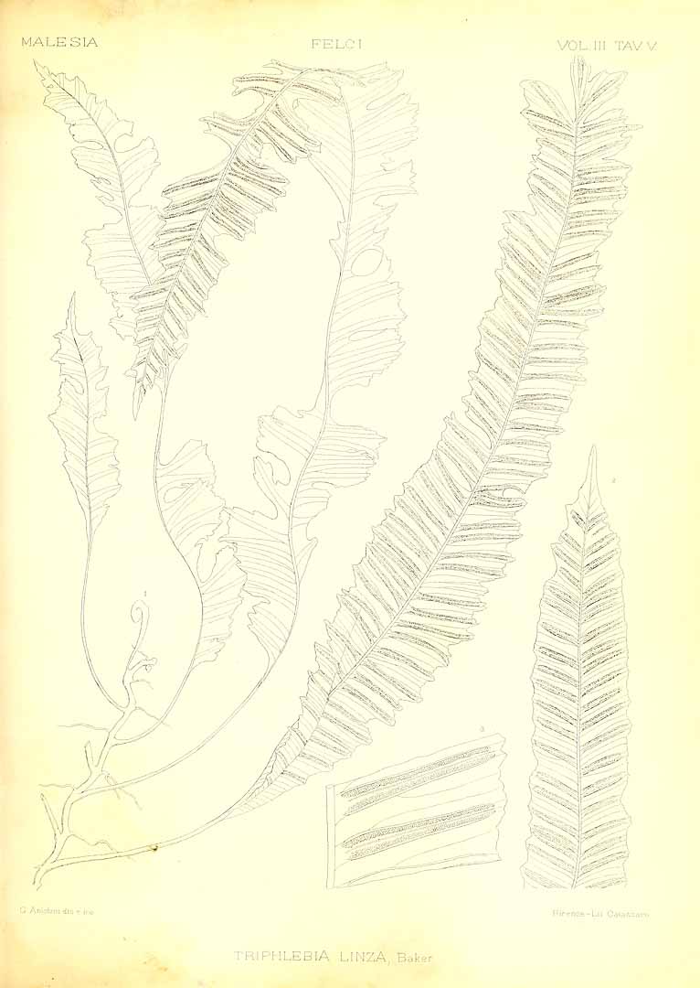 no HD illustration available (m5)