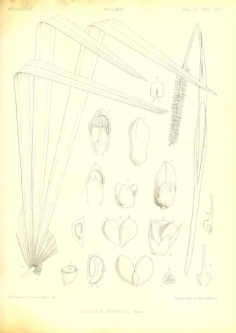 no HD illustration available (m5)