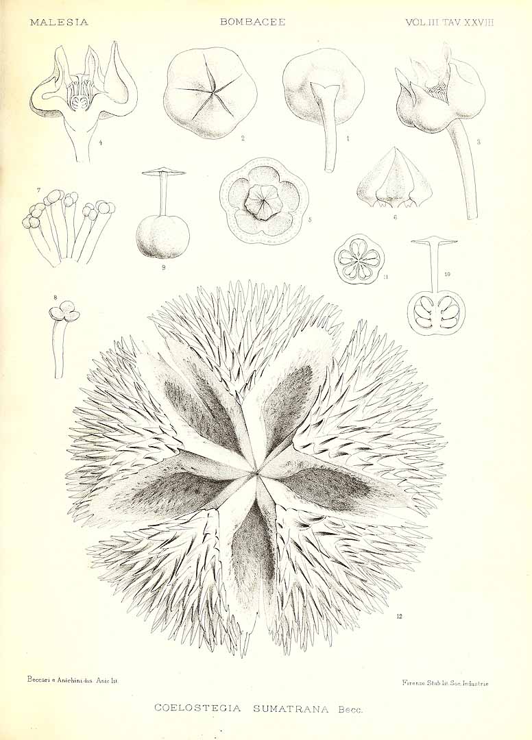no HD illustration available (m5)