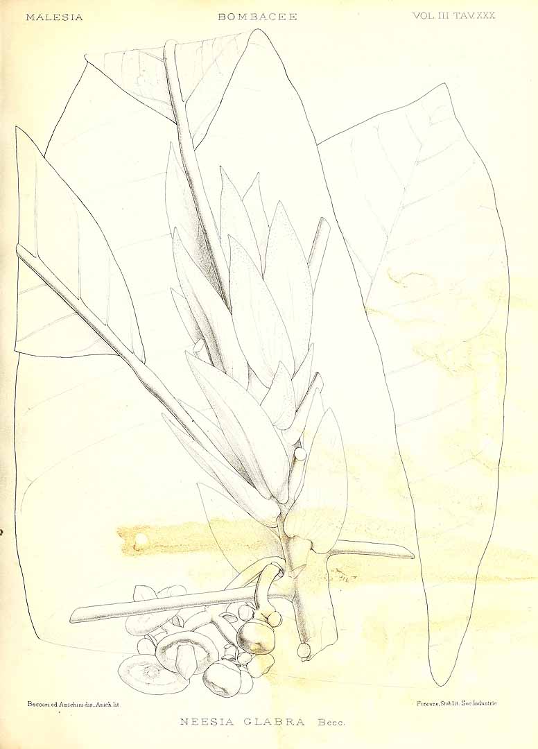 no HD illustration available (m5)