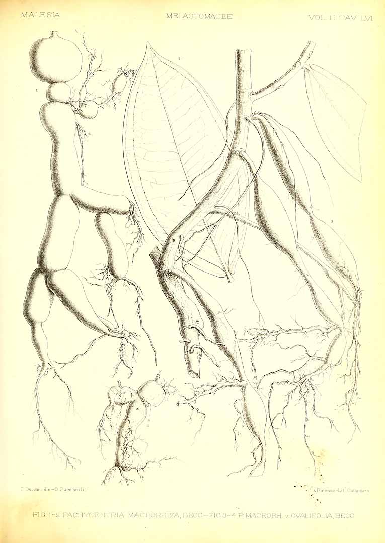 no HD illustration available (m5)