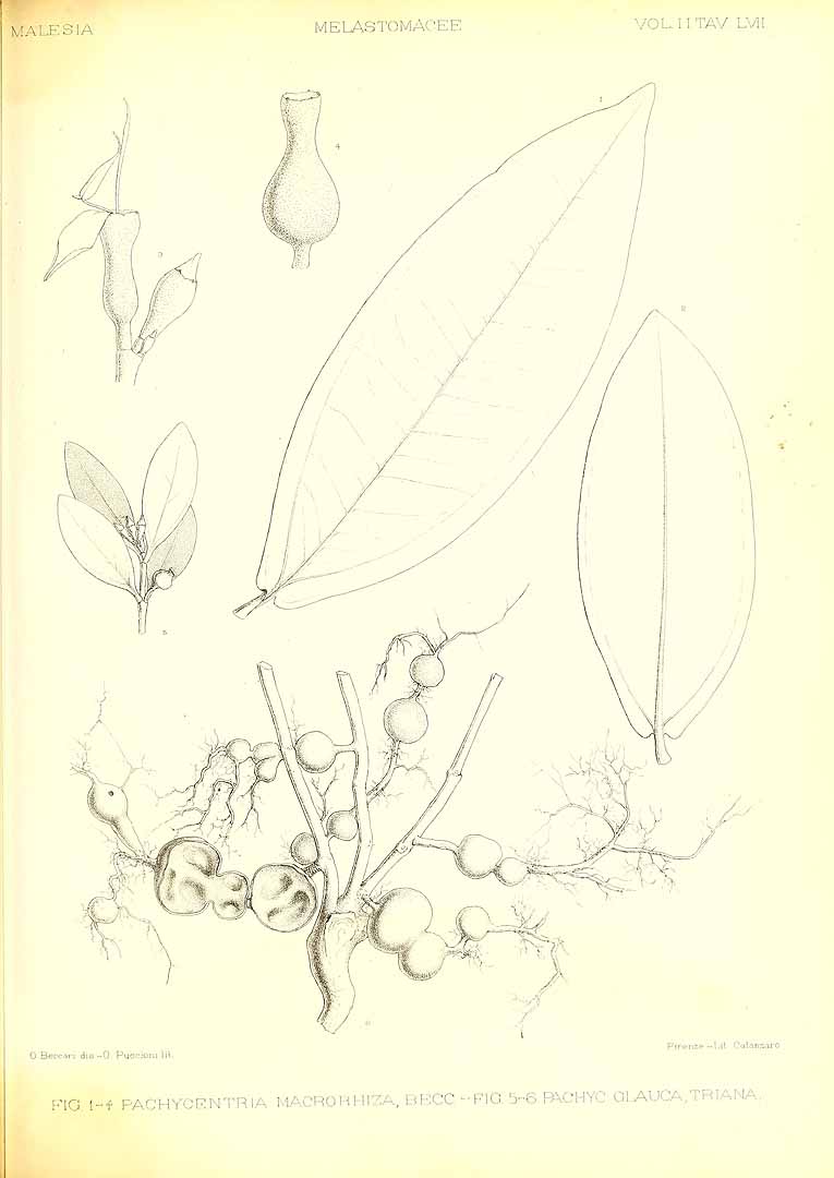 no HD illustration available (m5)