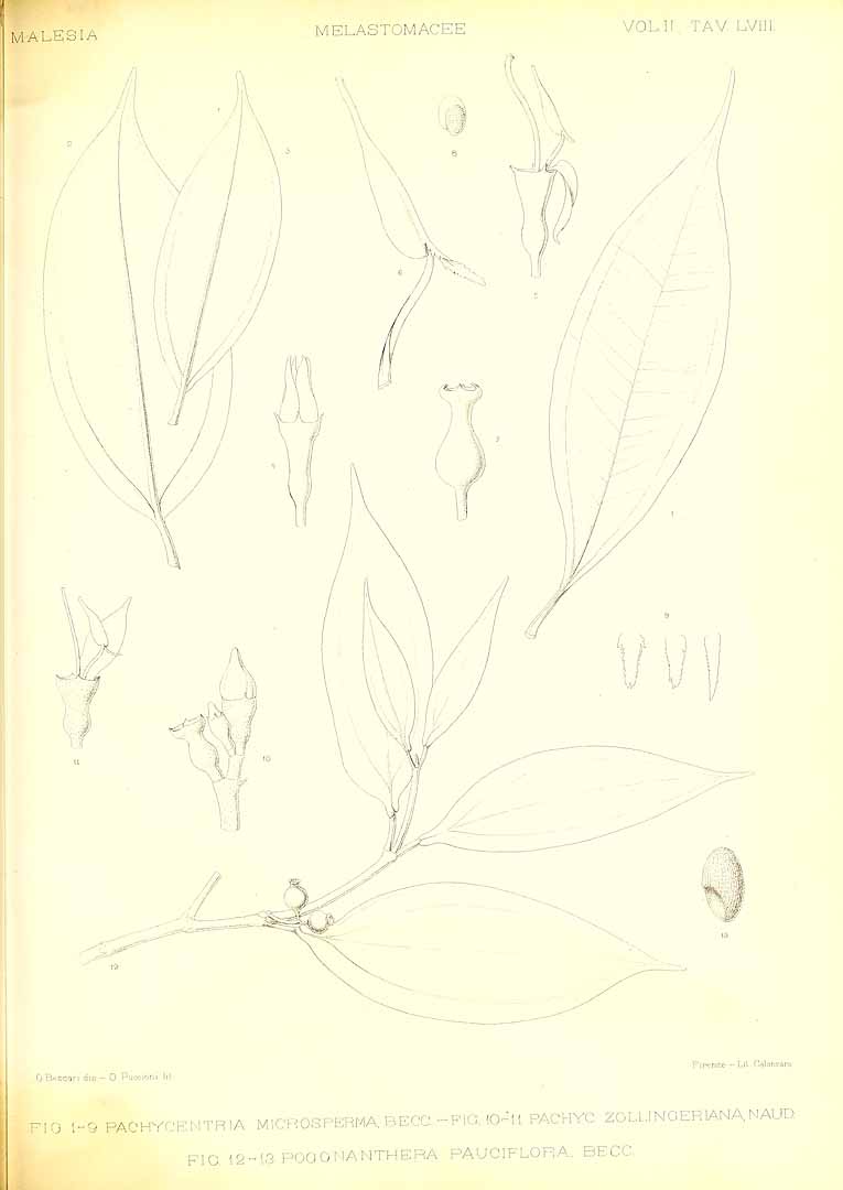no HD illustration available (m5)