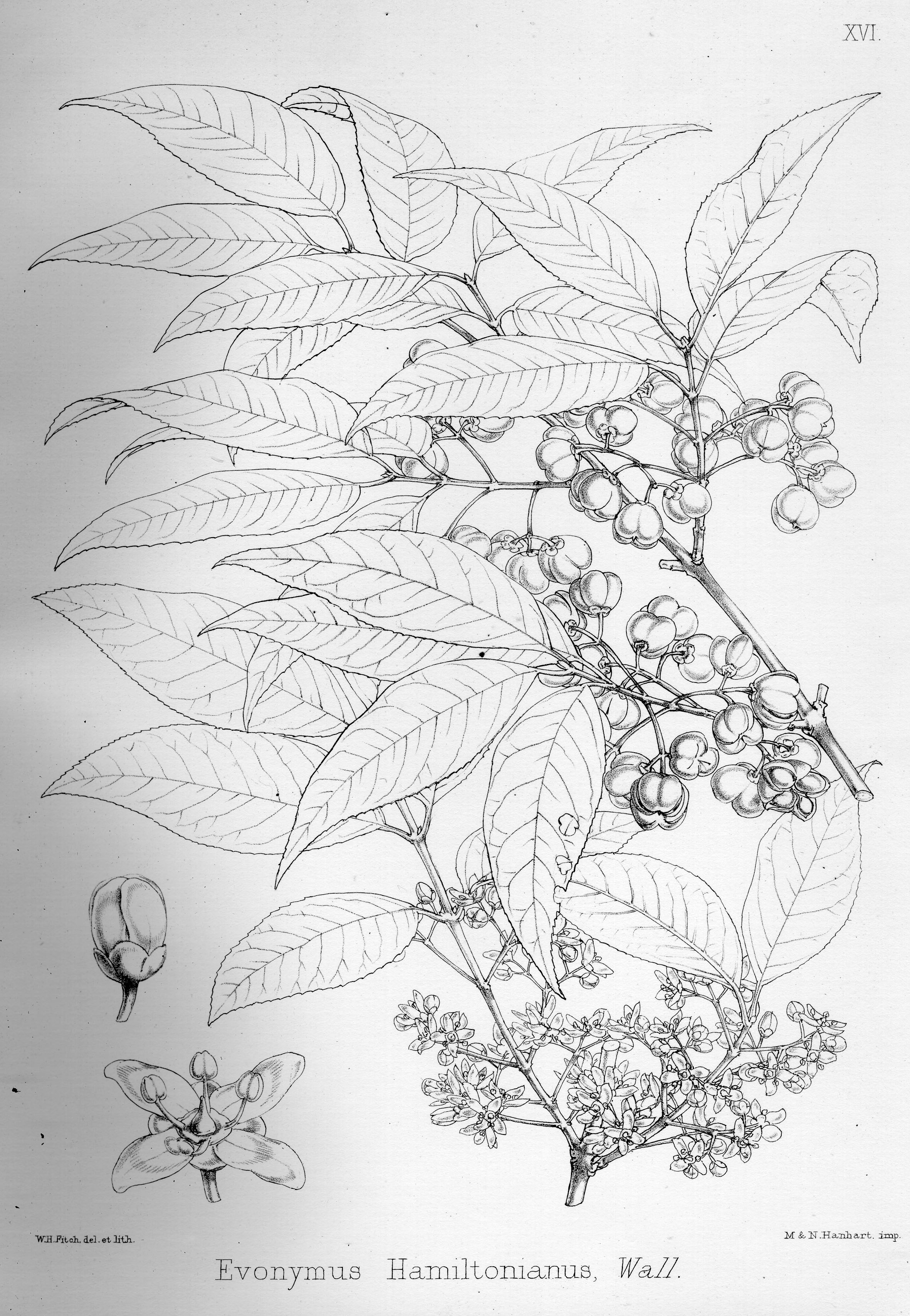 no HD illustration available (m5)