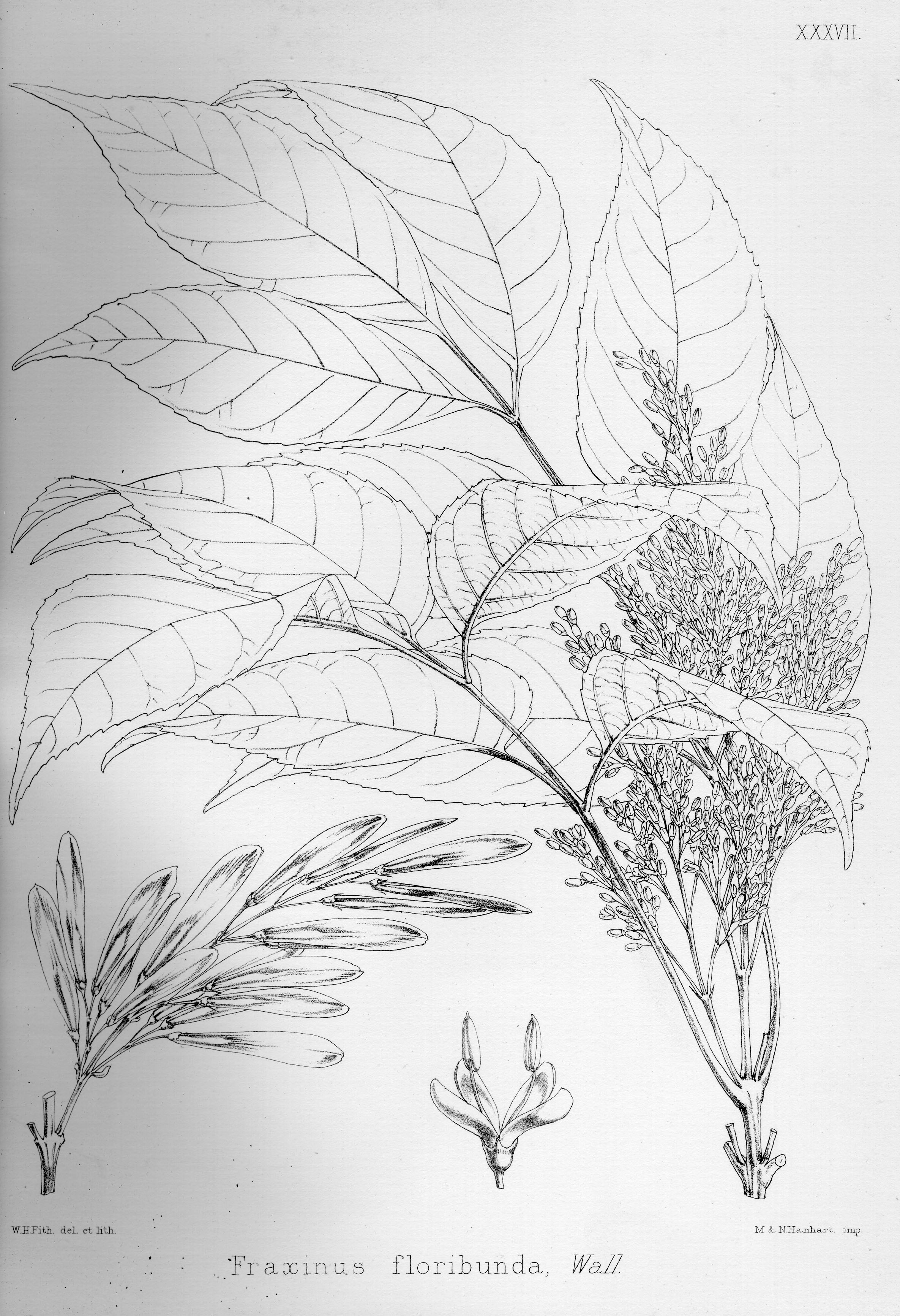 no HD illustration available (m5)