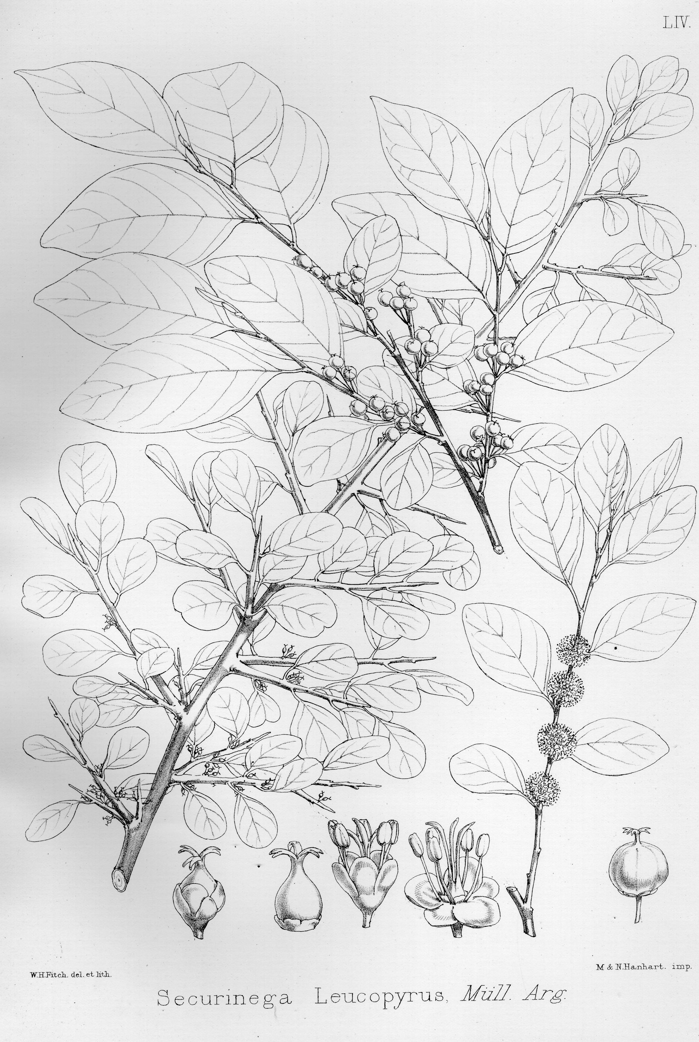 no HD illustration available (m5)