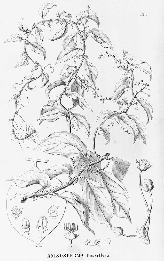 no HD illustration available (m5)