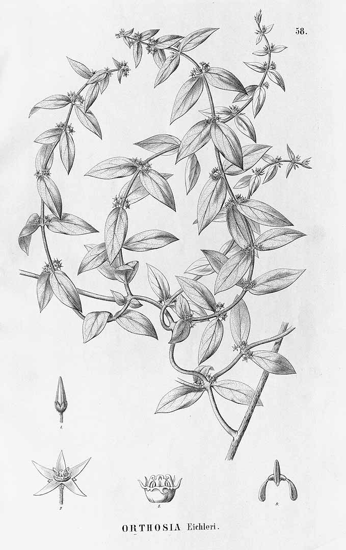 no HD illustration available (m5)